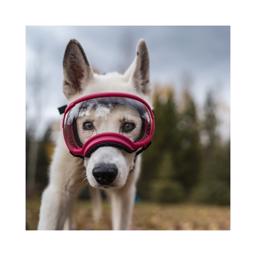 Hundebrille REX Specs V2 Sol & Sikkerhedsbrille XLARGE Sort